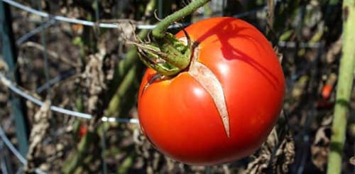 Трескаются помидоры при созревании: в чем причина и что делать